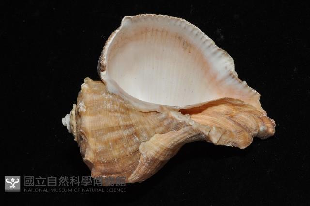 白皺岩螺藏品圖，第6張