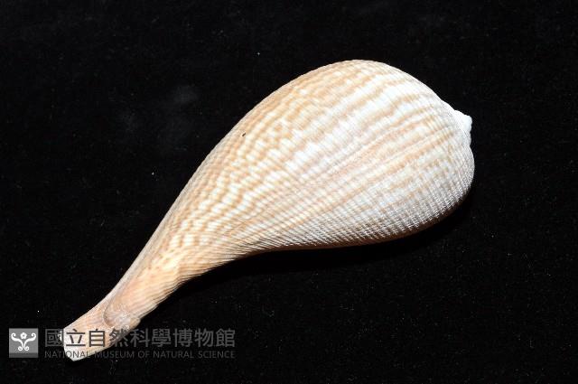 大枇杷螺藏品圖，第6張