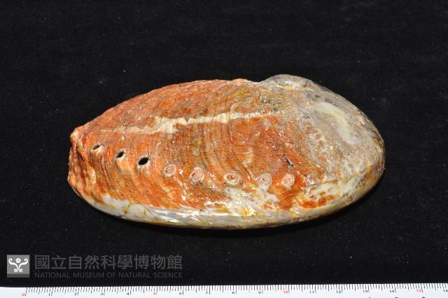 赤金鮑螺藏品圖，第7張