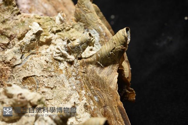 鋸齒牡蠣藏品圖，第6張