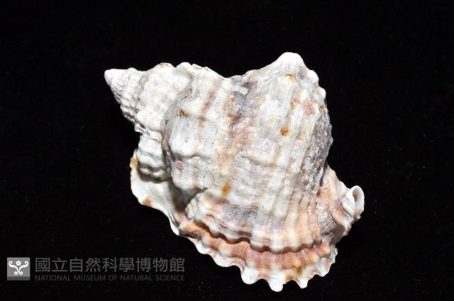 扭法螺藏品圖，第6張