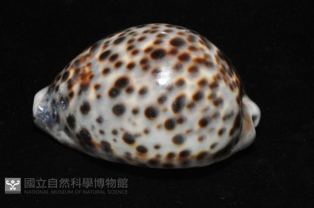 黑星寶螺藏品圖，第6張