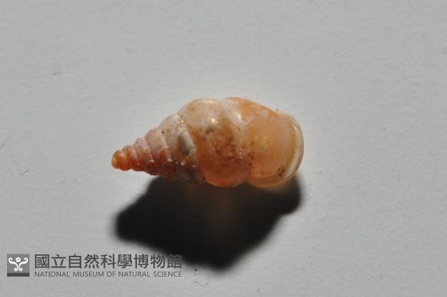 趙氏芝麻蝸藏品圖，第6張