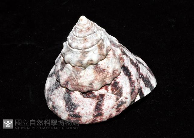 紅斑鐘螺藏品圖，第6張
