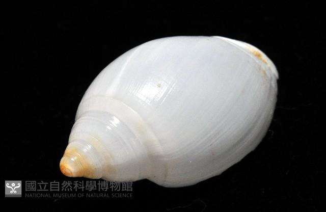 白彈頭螺藏品圖，第6張