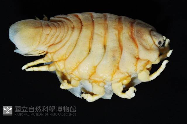 福山魚怪(新種)藏品圖，第6張