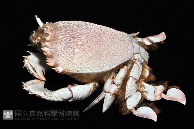 蛙形蟹藏品圖，第6張