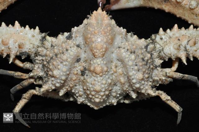 強壯菱蟹藏品圖，第6張