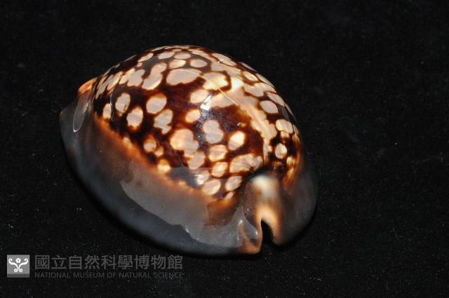 龜甲寶螺藏品圖，第6張