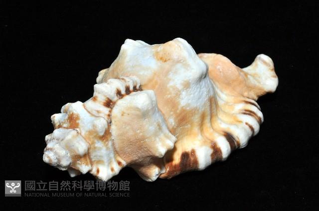 象鼻法螺藏品圖，第6張