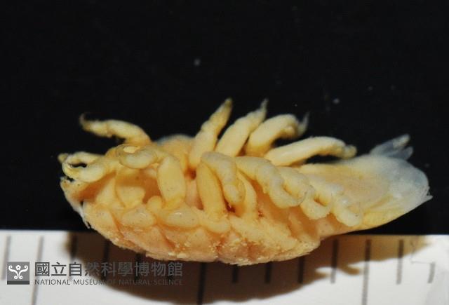 福山魚怪(新種)藏品圖，第6張