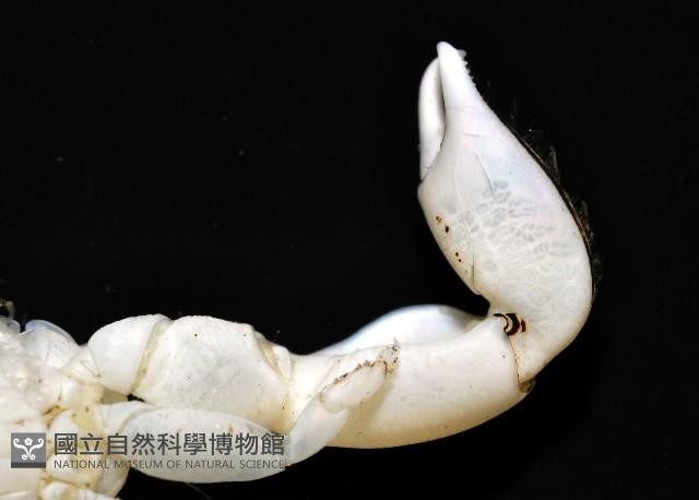 美麗多指瓷蟹藏品圖，第6張
