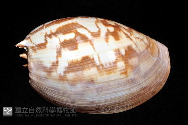 閃電椰子渦螺藏品圖，第6張