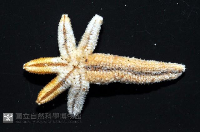 呂宋棘海星藏品圖，第6張