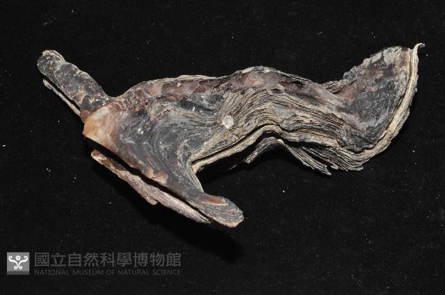 黑丁蠣藏品圖，第9張
