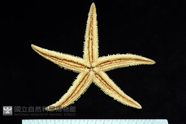 飛白楓海星藏品圖，第9張