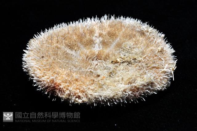 網楯海膽藏品圖，第9張