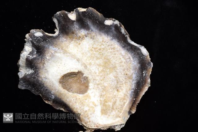 鋸齒牡蠣藏品圖，第9張