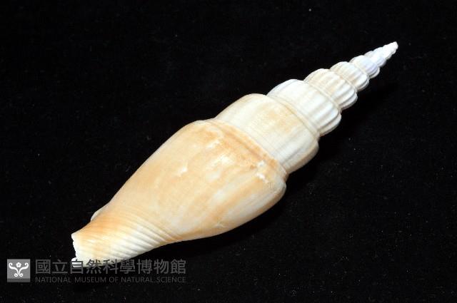 竹筍鳳凰螺藏品圖，第9張