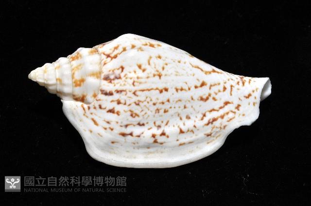 黑痣(變異)鳳凰螺藏品圖，第9張