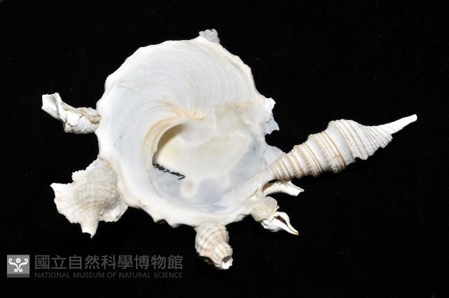 綴殼螺藏品圖，第9張