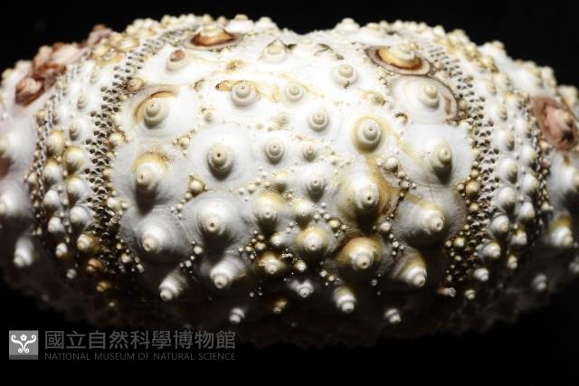 沙氏(藍環)冠海膽藏品圖，第9張