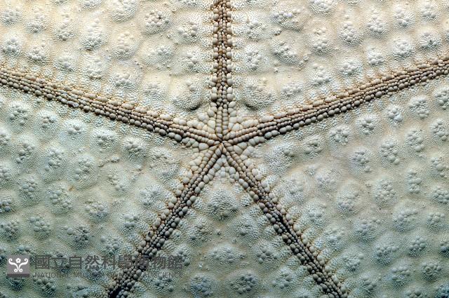 麵包海星(饅頭海星)藏品圖，第9張