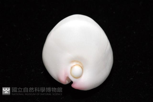 玉兔螺藏品圖，第9張