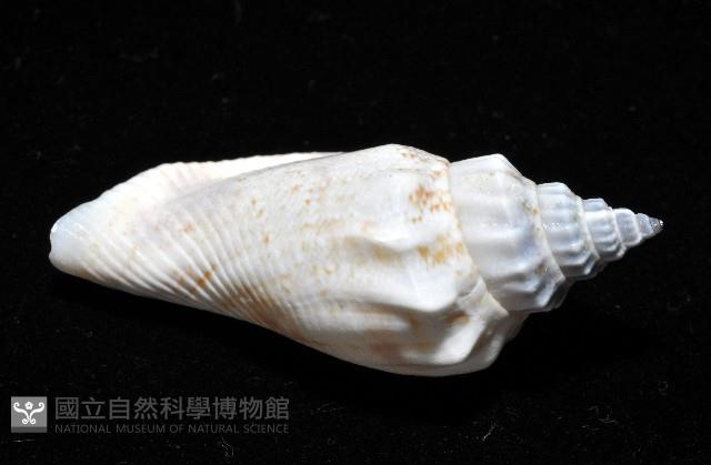 黑嘴鳳凰螺藏品圖，第9張