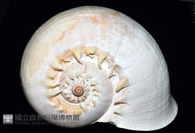 印尼椰子渦螺藏品圖，第9張