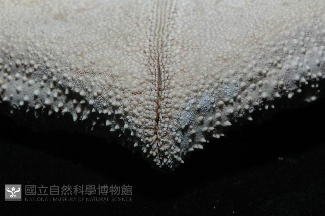 麵包海星(饅頭海星)藏品圖，第9張