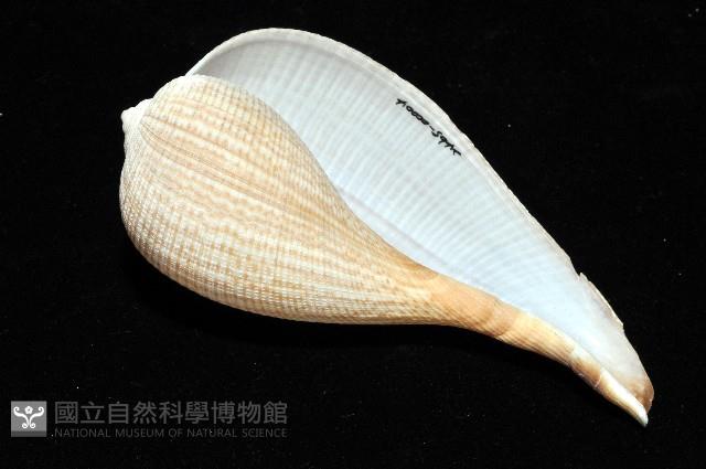 大枇杷螺藏品圖，第9張