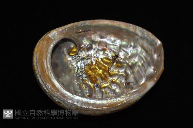 赤金鮑螺藏品圖，第10張