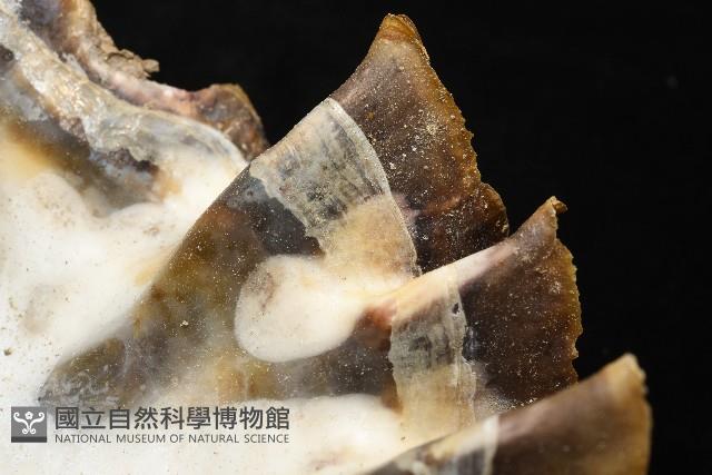 鋸齒牡蠣藏品圖，第9張
