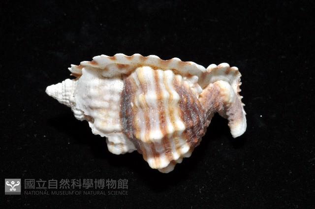 扭法螺藏品圖，第9張
