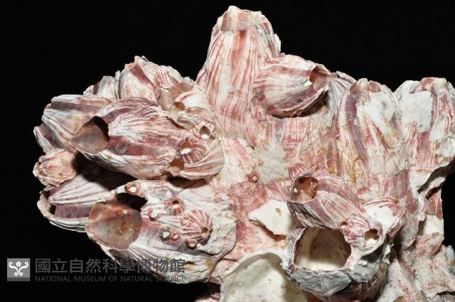 縱肋巨藤壺藏品圖，第9張