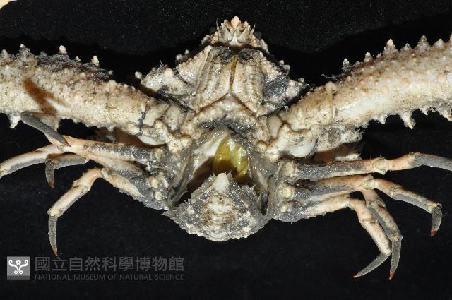 強壯菱蟹藏品圖，第9張