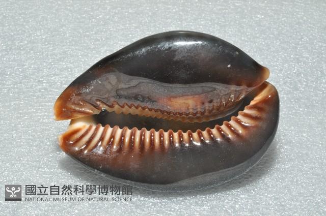 龜甲寶螺藏品圖，第9張
