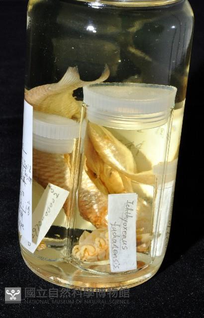 福山魚怪(新種)藏品圖，第9張