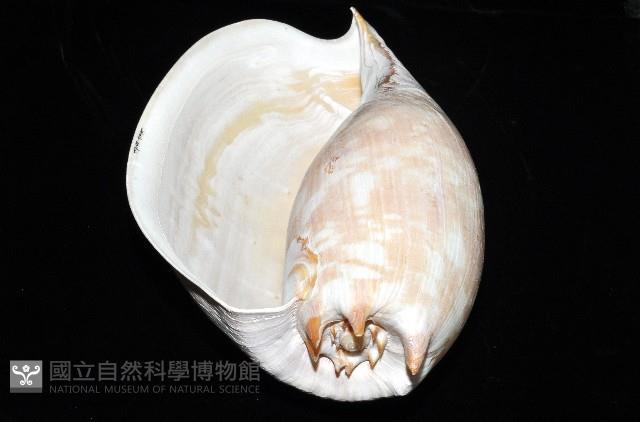 閃電椰子渦螺藏品圖，第9張