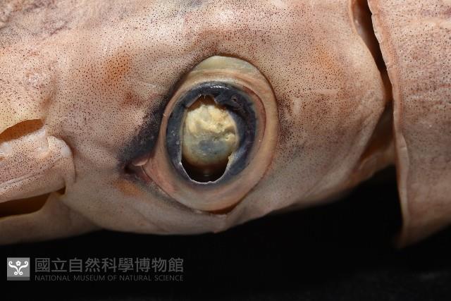 奧蘭鳶柔魚藏品圖，第9張