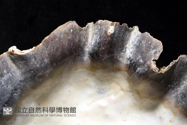 鋸齒牡蠣藏品圖，第11張