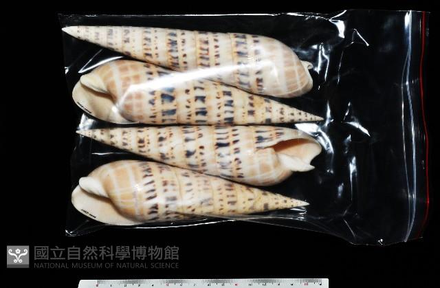 大筍螺藏品圖，第11張