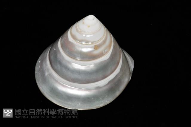 馬蹄鐘螺(牛蹄鐘螺)藏品圖，第11張