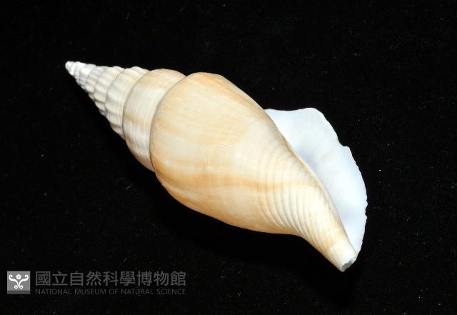 竹筍鳳凰螺藏品圖，第11張