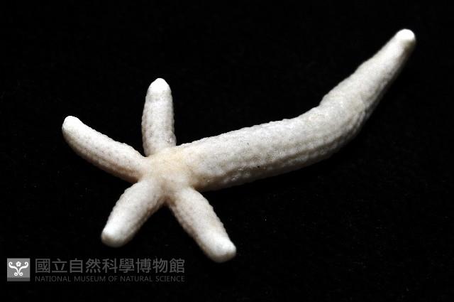 多篩指海星藏品圖，第11張