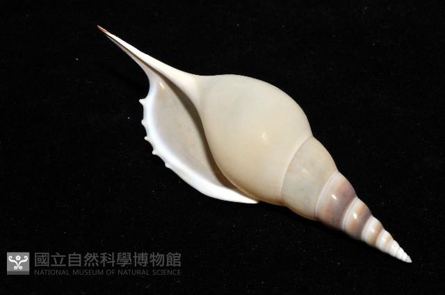 馬丁長鼻螺藏品圖，第11張