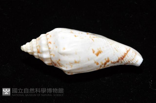 黑痣(變異)鳳凰螺藏品圖，第11張