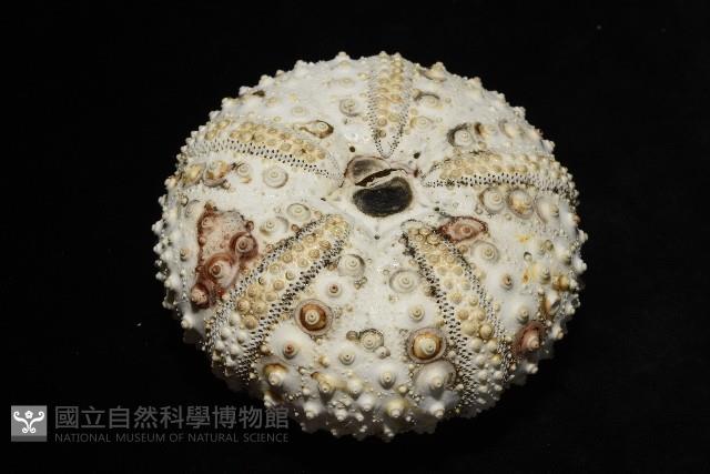 沙氏(藍環)冠海膽藏品圖，第11張