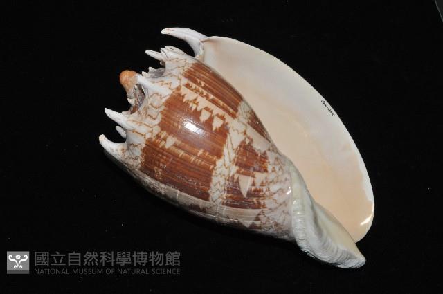 帝王渦螺藏品圖，第11張